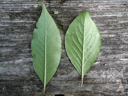 {Viburnum rufidulum}